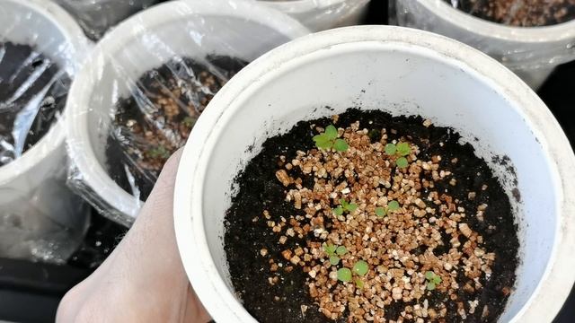 Земляника из семян. Лучшие и худшие сорта по всхожести в 2022 году. смотреть онлайн