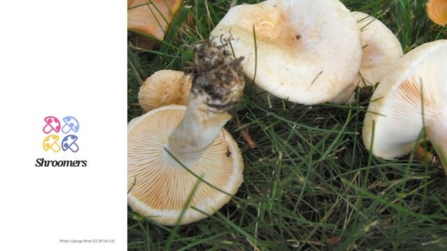 Bearded milkcap (Lactarius pubescens) | Scientific Mushroom Profile | Shroomers смотреть онлайн