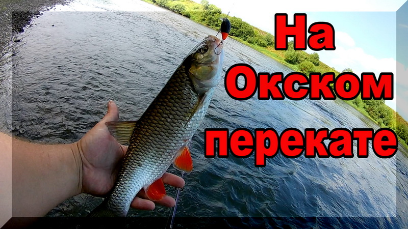 Поклевки ГОЛАВЛЯ с первых забросов. Ловля ГОЛАВЛЯ спиннингом на Оке. Рыбалка летом 2020. смотреть онлайн
