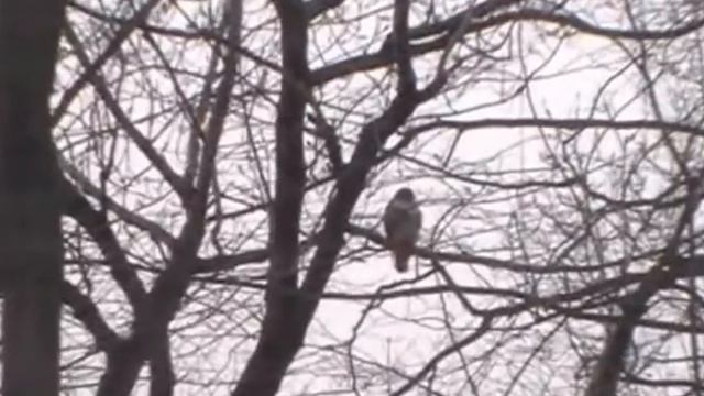 Hawk In My Back Yard Vid #2 With My Panasonic SDR-S26 70x Zoom смотреть онлайн