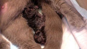 Кошка рожает котят. Окот Шотландская вислоухая роды.