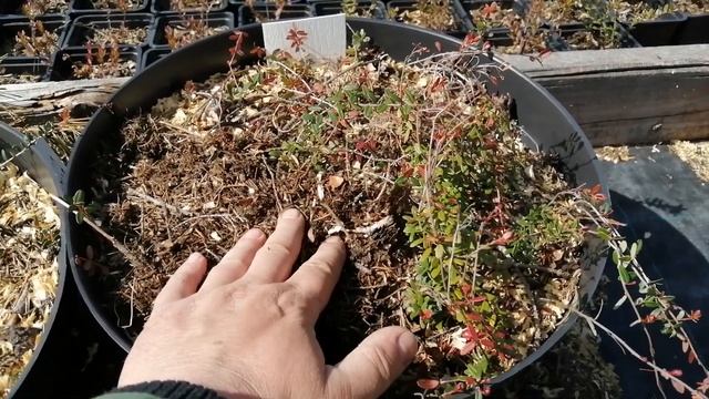 Ожог клюквы ранней весной смотреть онлайн