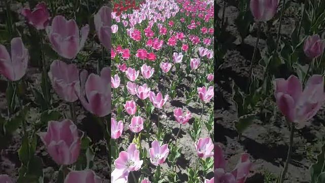 Ульяновск. 01.06.2022 смотреть онлайн