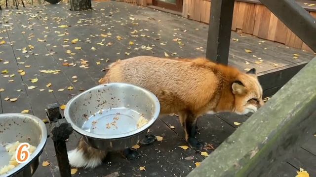 ЛИСЯО. Алиса - Лиса. Ну очень любопытная