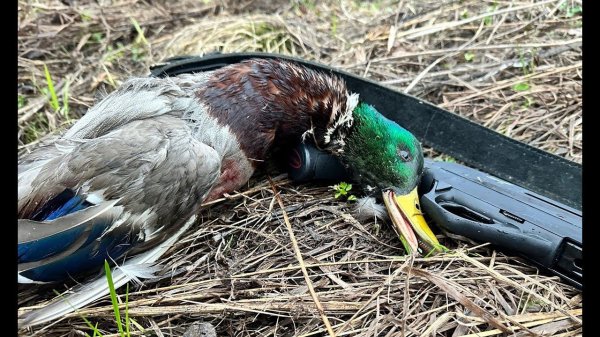 Открытие охоты с подсадной 2024!