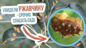 Борьба с ржавчиной на груше и яблоне. Как лечить ржавчину на груше и яблоне?