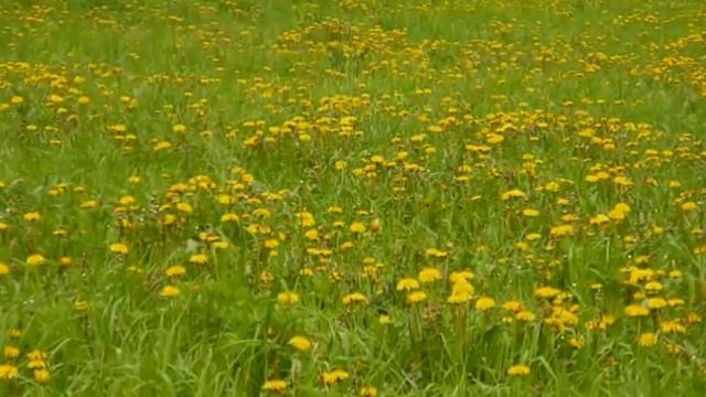 Губами губ твоих коснусь ... смотреть онлайн