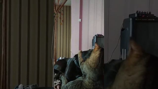 Питбули-злые,говорят??? смотреть онлайн