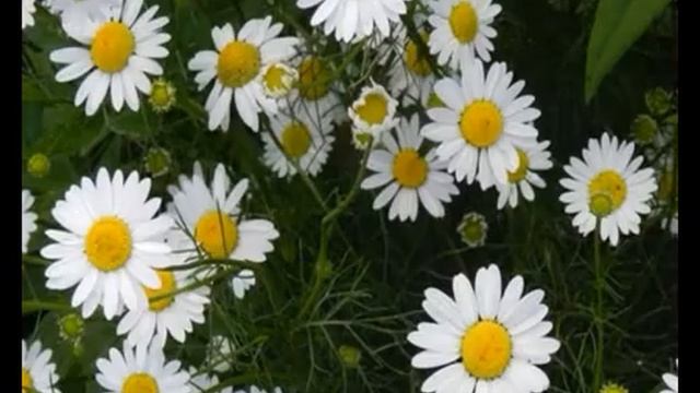 ЦВЕТЫ НАГРАЖДЕНИЕ смотреть онлайн