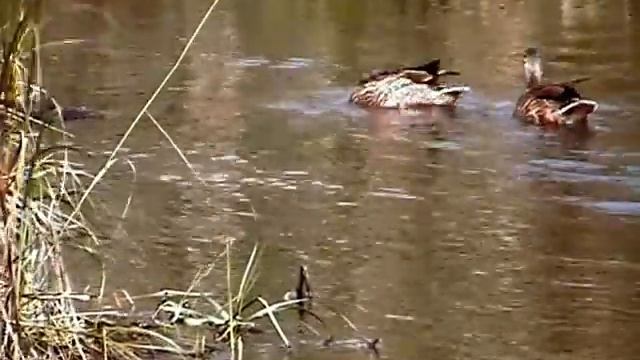 утки кормятся birds Кальмиус смотреть онлайн