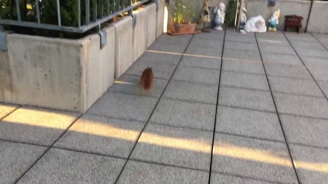 Squirrel Football Oracle 2018 Knockout Phase 1/8 final - France : Argentina смотреть онлайн