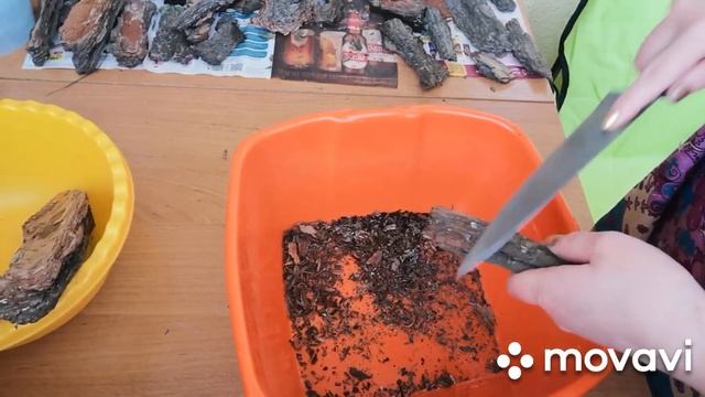 #Заготовка сосновой коры#Очень простой способ# смотреть онлайн