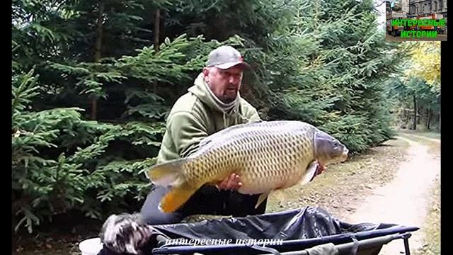 Трофейная рыбалка. Что это такое, и сколько стоит самая дорогая рыба на земле смотреть онлайн
