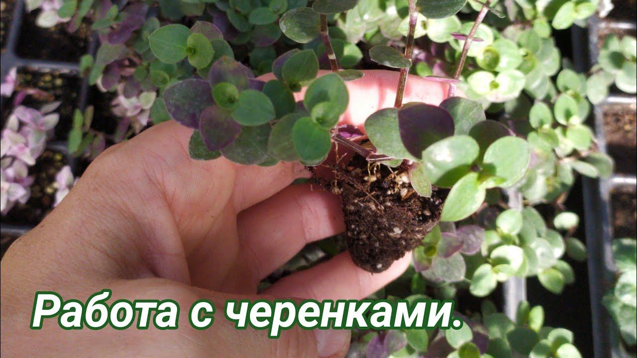 Черенки: обработка стимулятором роста алар, подбор концентрации для разных растений. смотреть онлайн