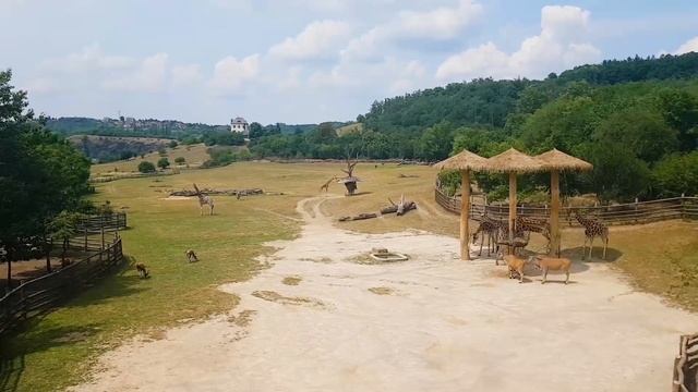 Прогулка по Пражскому Зоопарку. смотреть онлайн