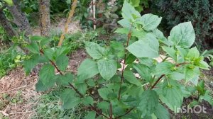 РОСТ И ЦВЕТЕНИЕ ГОРТЕНЗИИ "ДИАМАНТИНО"?КАК Я ЗА НЕЙ УХАЖИВАЮ