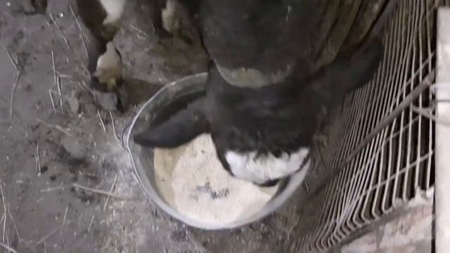 Как и чем кормить? что лучше сено или солома? смотреть онлайн