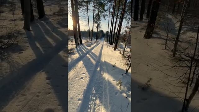 КАК Я СВОЕ ДЕРЕВО ИСКАЛ смотреть онлайн