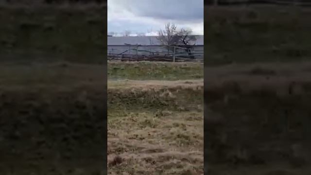 Условия для выпаса скота смотреть онлайн