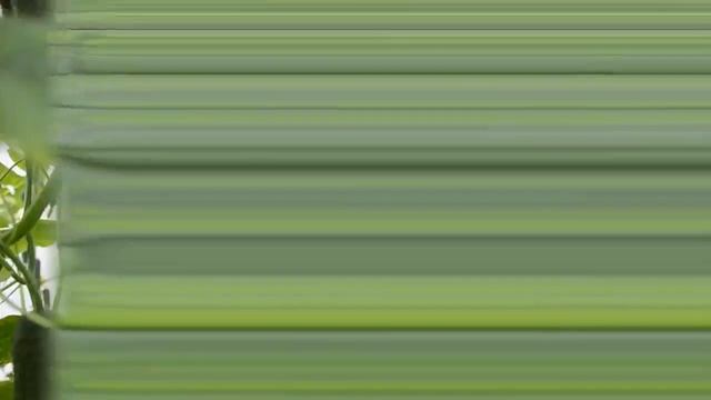 Огурец Арктика F1 Первый оборот смотреть онлайн