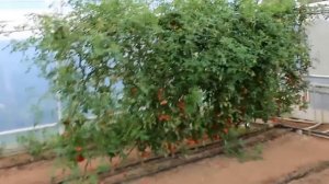 Самый устойчивый томат, тип черри , гибрид Sakura F 1