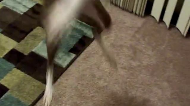 Italian Greyhounds are crazy! смотреть онлайн