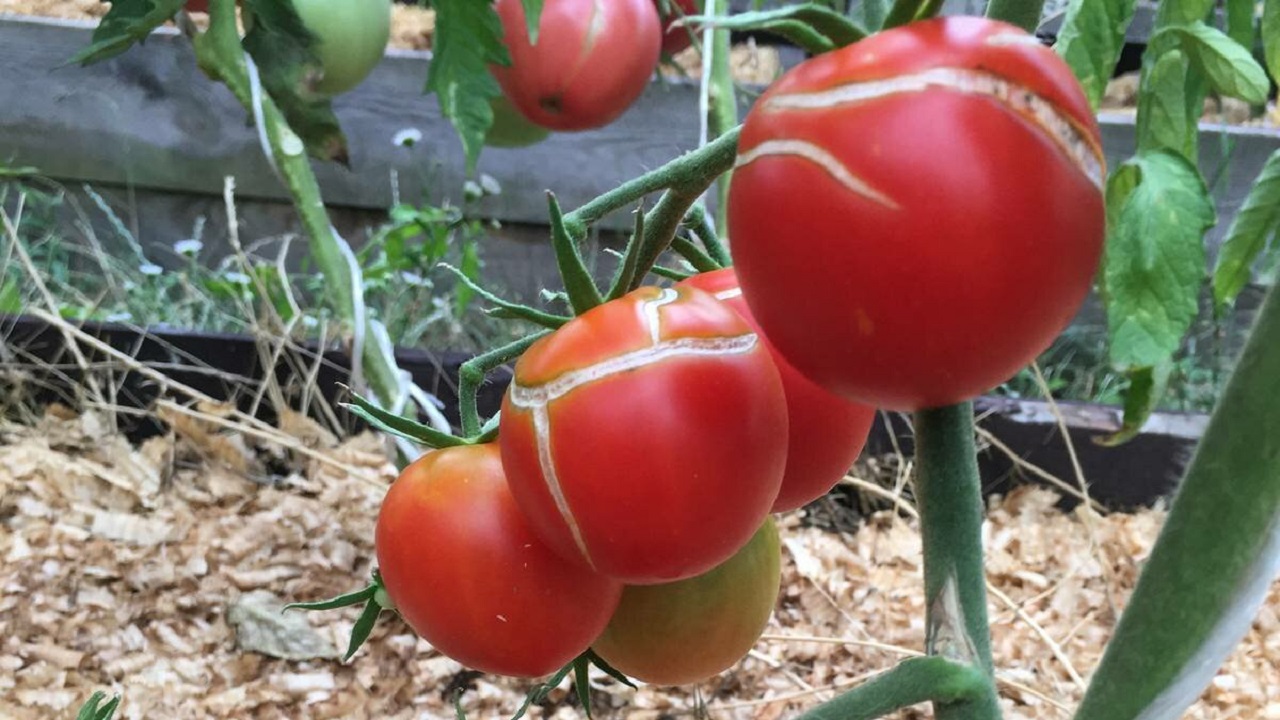 Спелые томаты растрескиваются и портятся: не так страшно, как кажется – решение элементарно смотреть онлайн