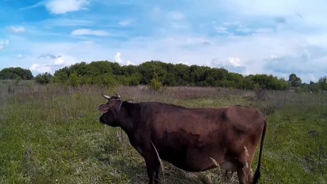 .Практика запуска коровы перед отелом смотреть онлайн