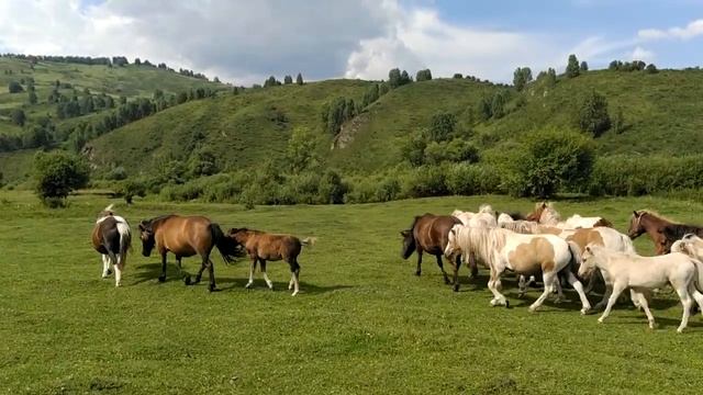 шетлендские пони табун смотреть онлайн