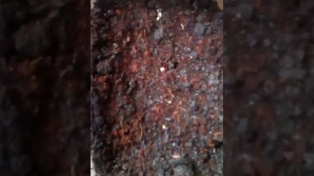 Обзор моей красоты и самый шикарный сорт бальзамина !!!???я уже сею цветы !!??? смотреть онлайн