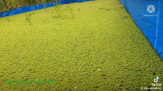 AZOLLA MYCROPILA смотреть онлайн
