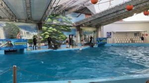 Поход в Анапский Дельфинарий |Волшебное Свидание с Дельфинами