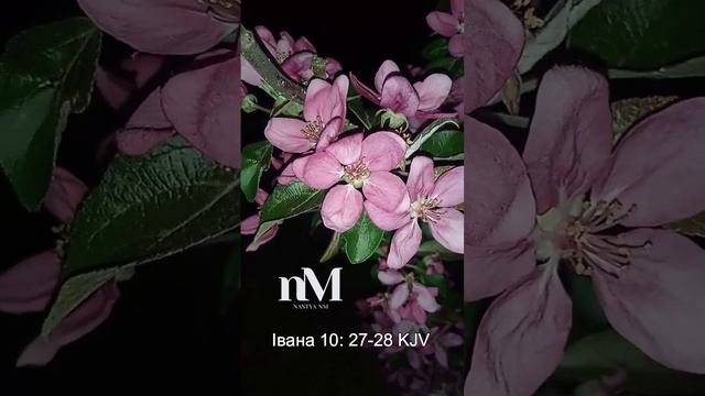 Івана 10: 27-28 #вера #біблія #bible #библия #ukraine #cлово смотреть онлайн