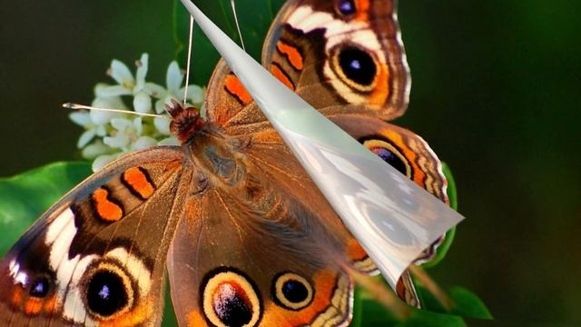 Бабочки ЧУДО ПРИРОДЫ / butterfly day смотреть онлайн