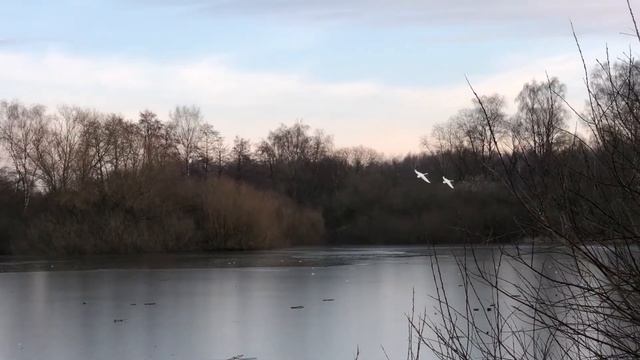 Полёт лебедей смотреть онлайн
