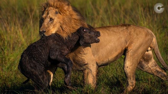 The Greatest Maasai Mara Photographer of the Month - April 2021 смотреть онлайн