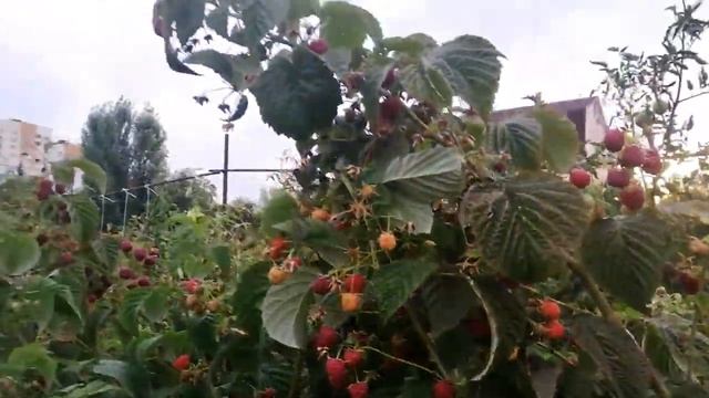 ? ОСЕННЕЕ ПЛОДОНОШЕНИЕ МАЛИНЫ ЗЮГАНА смотреть онлайн