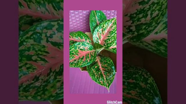 AGLAONEMA planted in water for 6 months..🤩 Amazing смотреть онлайн