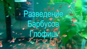 Разведение Суматранских Барбусов Глофиш
