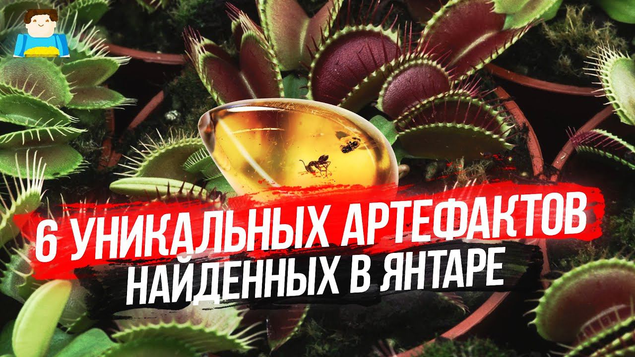 6 уникальных артефактов, найденных в янтаре | Plushkin смотреть онлайн