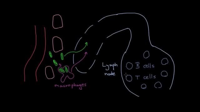 The lymphatic system's role in immunity | Lymphatic system physiology | NCLEX-RN | Khan Academy смотреть онлайн