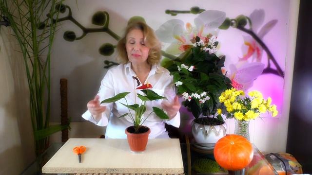 Как я материализовала Антуриум Anthurium.Уход в домашних условиях