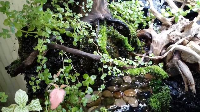 Палюдариум куб 60 литров. смотреть онлайн