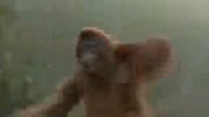 Абизьяна чичичи продовала кирпичи