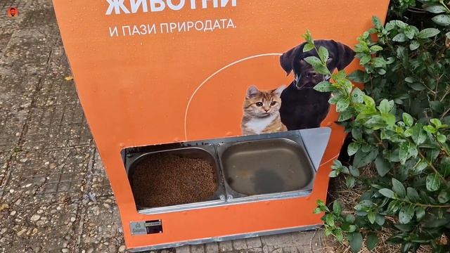 БЕЗДОМНЫЕ ЖИВОТНЫЕ БОЛГАРИИ смотреть онлайн