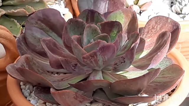 🌈 Um mar de suculentas e cactos o maior jardim onde ja estive👍 смотреть онлайн