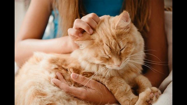 Как понять, что кошка вас любит смотреть онлайн