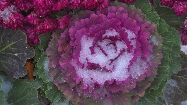 Fall Kale - All About Color