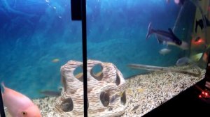 Как помыть быстро аквариум,без слива воды