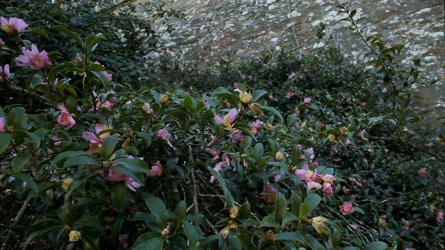 Camellia sasanqua at Caerhays - Part 1 смотреть онлайн